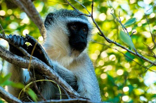 Safaris – what you need to know