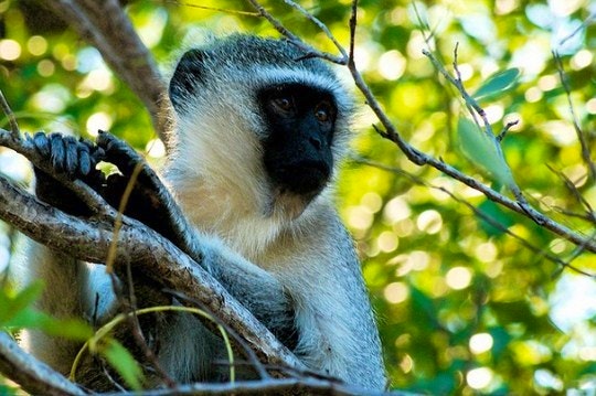 Safaris – what you need to know