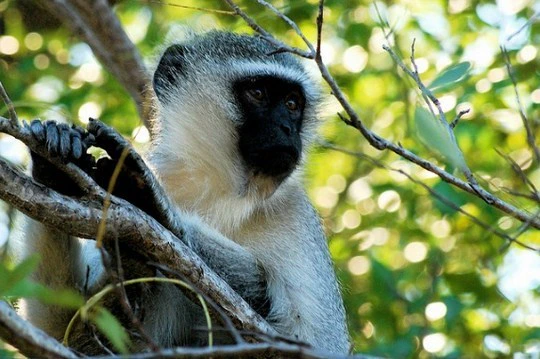 Safaris – what you need to know