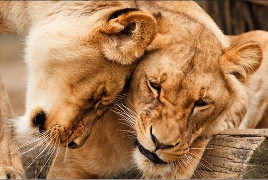 Cuddling lions. By Petr Kratochvil (Public domain pictures) 