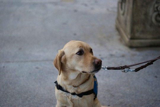 Guide dog by NukelarBurrito (Flickr)