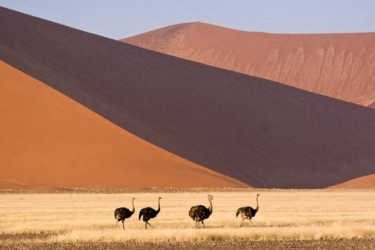 Ostriches in Sossuslvei. By Greg Willis (Flickr)