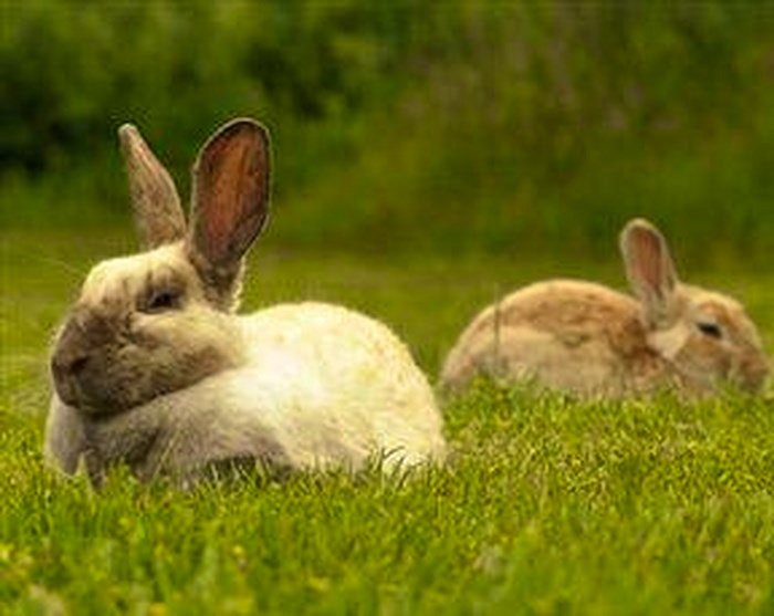 Bunnies in Benoni Bunny park