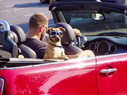 Dog car travel. By NikoMC (Flickr)