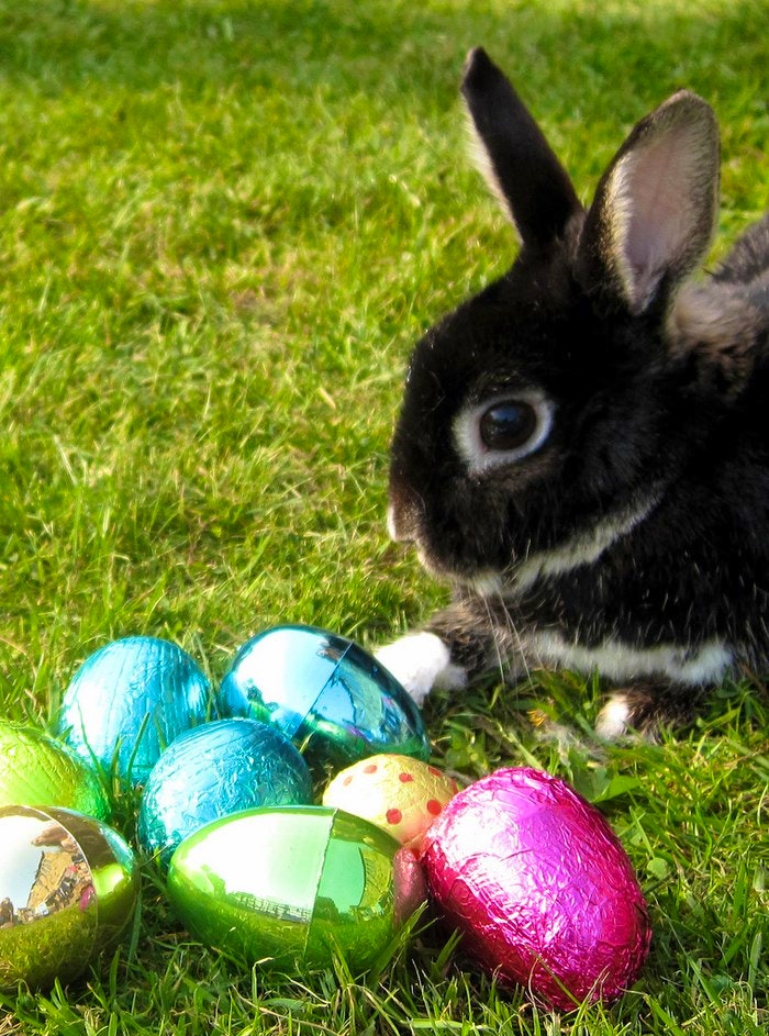 Easter bunny by somewhereintheworldtoday (Flickr)