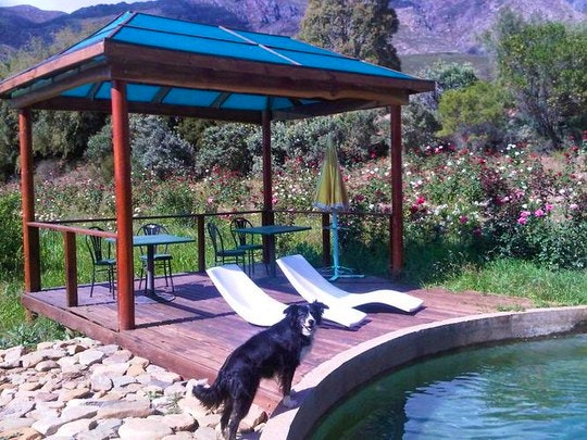 Humans aren't the only mammels who like to relax at Keisie Cottages pool (C) TravelGround