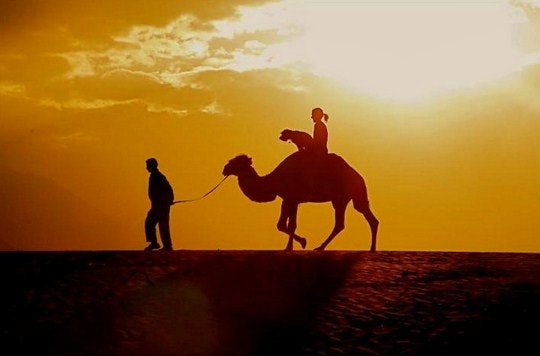 Animals Who’ve Travelled the World