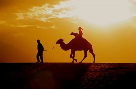 Animals Who’ve Travelled the World