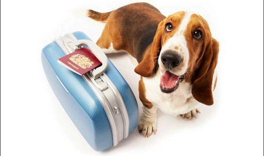 Tips for Traveling with Pets