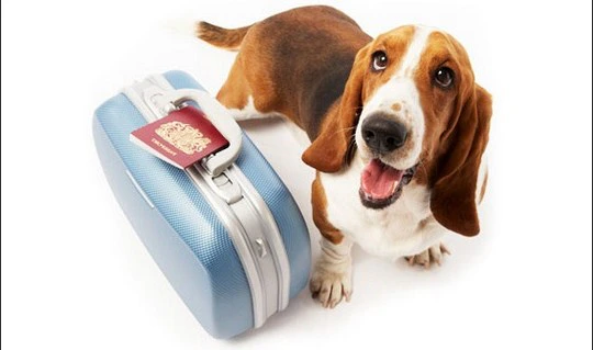 Tips for Traveling with Pets