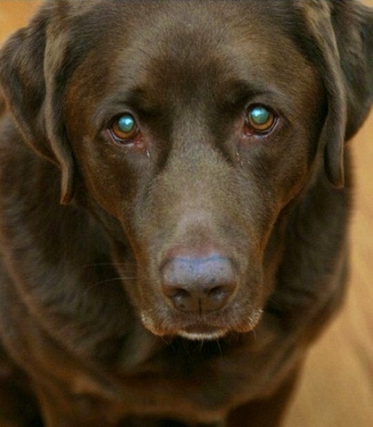 Top 5 Pet-friendly accommodations