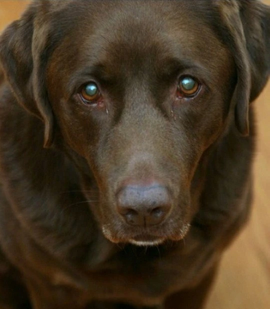 Top 5 Pet-friendly accommodations