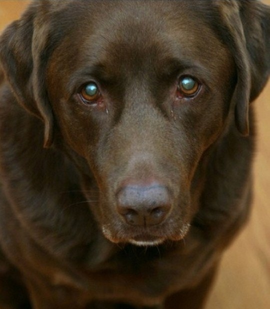 Top 5 Pet-friendly accommodations