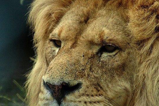 A majestic male Lion waiting patiently. By Cheetah100 (Flickr).