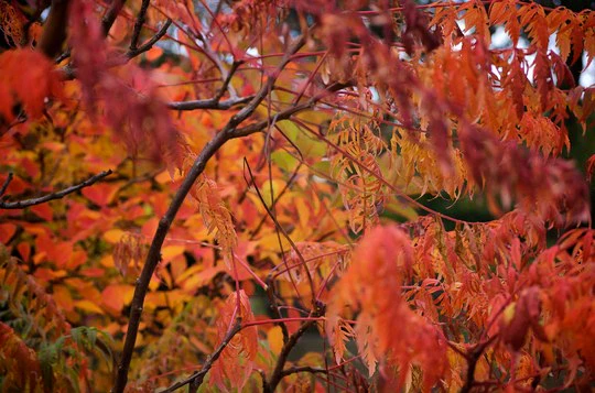 Autumn Activities
