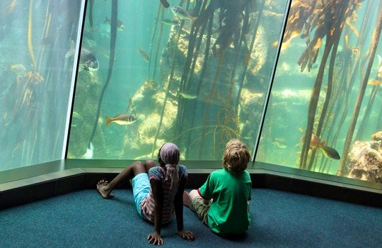 Two children watching in awe at the moving fish and kelp forest.