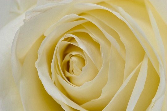 Flower Photography 101