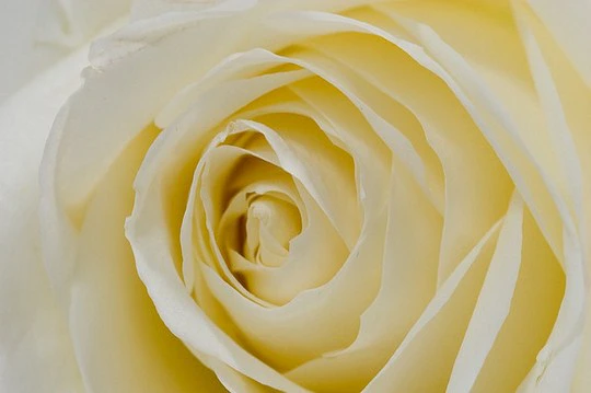 Flower Photography 101