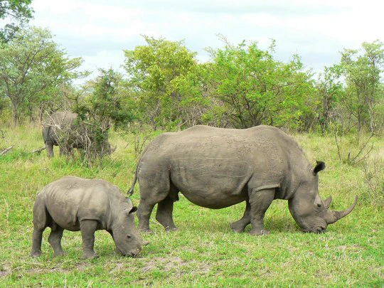 Rhino Run – Get fit and support a great cause!