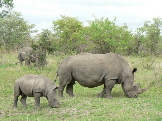 Rhino Run – Get fit and support a great cause!