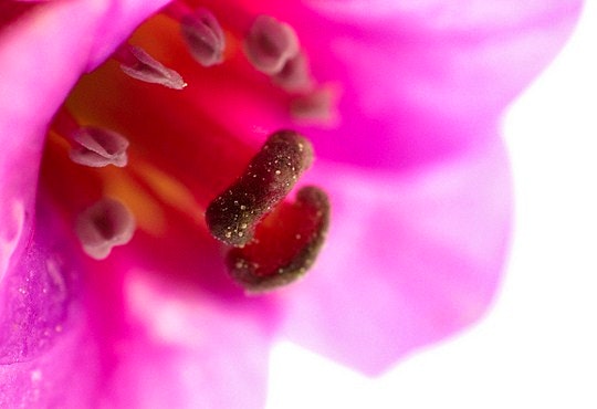 Notice how the stamen is in full focus. By n0rthw1nd (Flickr)
