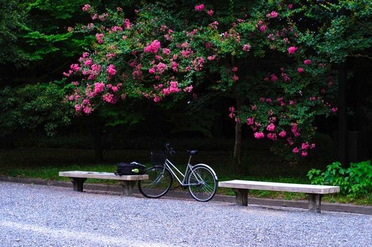 cycle in spring (Flickr Free use)