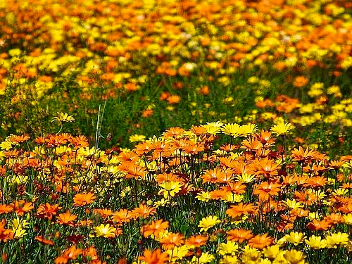 10 Ways to Celebrate Spring