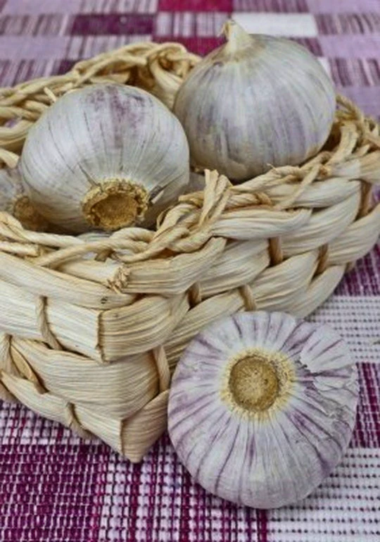 Hold Your Breath for Garlic Fest