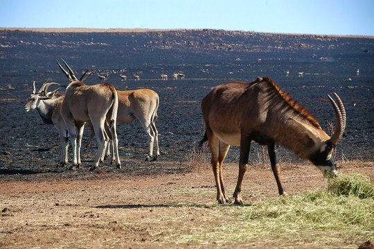 12. Grazing gemsbok in the LionPark. By Crystian Cruz