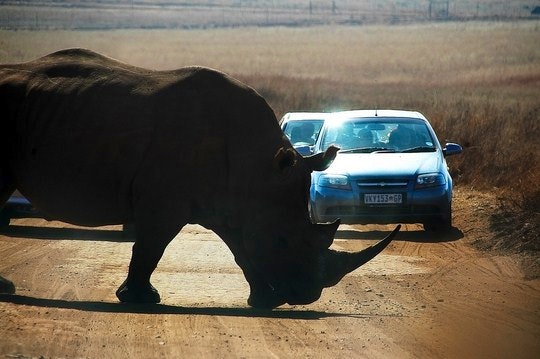 13. Rhino crossing road in Lions Park. By Crystian Cruz (Flickr)