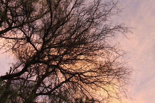 23. Trees at Sunset in Budmarsh Gautent. By flowcomm (Flickr)