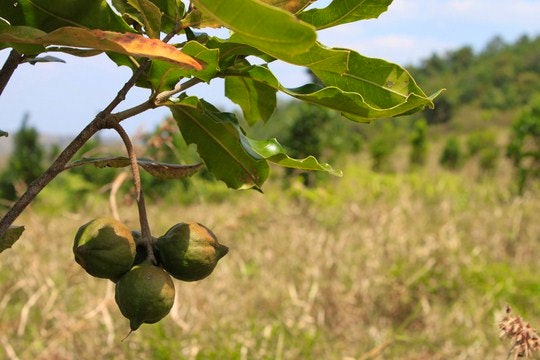 Macadamia nuts on the tree. By Koren van Seijen (Flickr) (Flickr)