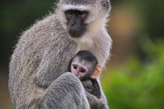 A mother and baby vervet monkey. By Arno & Louise Wildlife (Flickr)