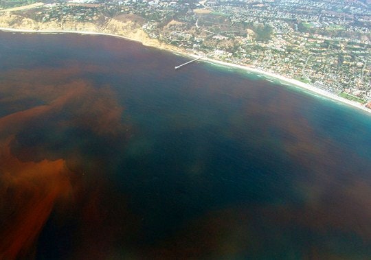 A red tide stretching off-shore of California. By Intersofia (Creative Commons)