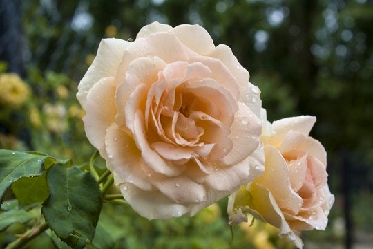 An early morning shot of one of the Ashcombe roses. By Jessica M. Cross (Flickr)