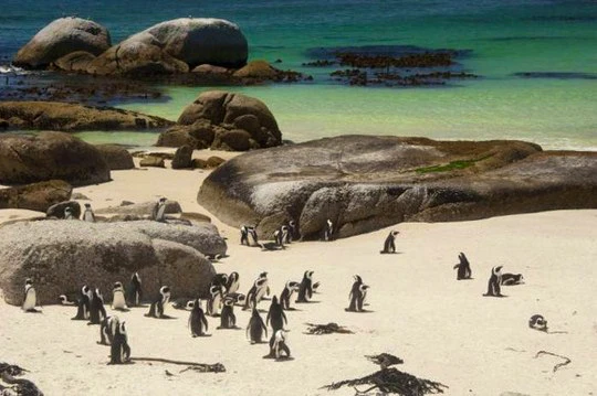 Simon’s Town Penguin Festival