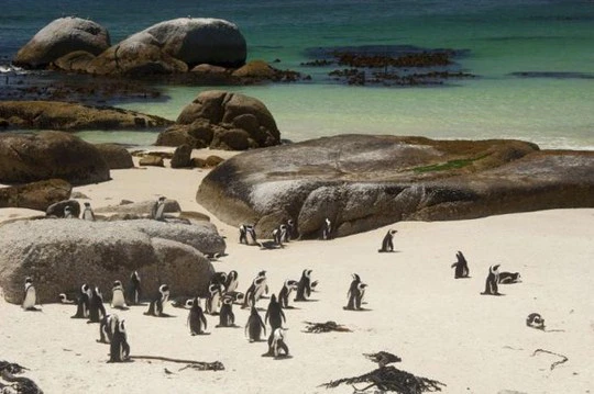 Simon’s Town Penguin Festival