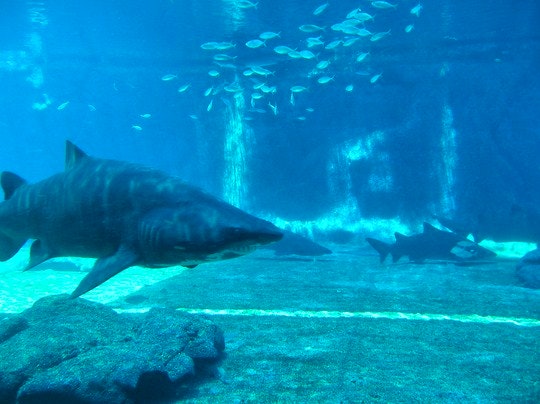 Ragged-tooth shark at uShaka Marine World. By champagne for monkeys (Flickr)