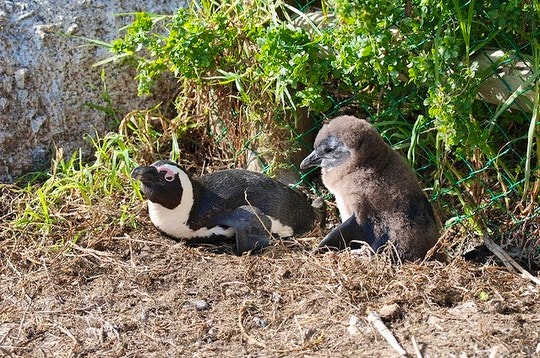 An African penguin and her chick on the right. By Paul Mannix (Flickr)