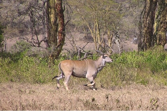 An eland on the move. By Neville10 (Flickr)