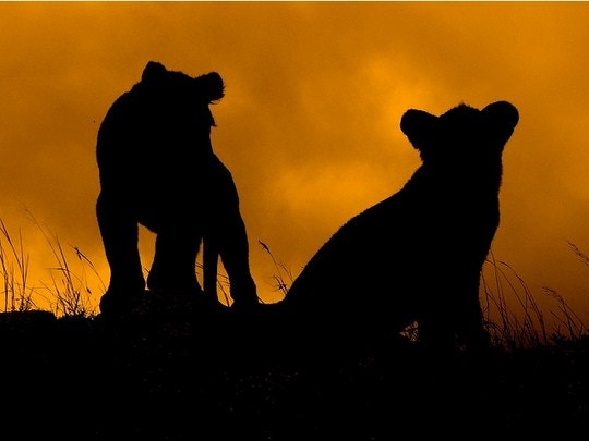 3 Cute Wildlife Babies, and Where to See Them