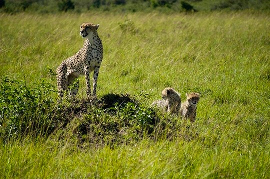 The mother and two cubs. By maureen lunn (Flickr)