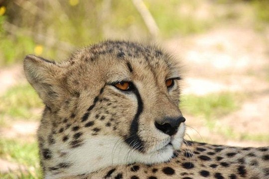 Cheetah (TG Website)