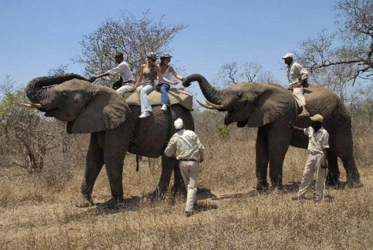 Elephant Rides (TG Website)