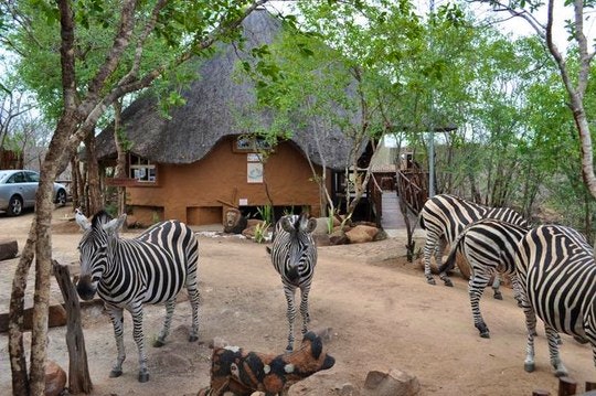 Zebras by the lodge (TG Website)