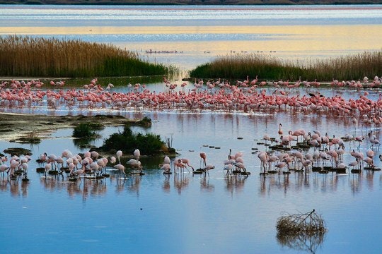 Flamingoes gathering at a vlei in Kimberley. By Winston67 (Flickr)