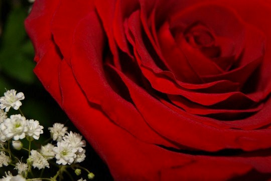 Romance and Roses in Johannesburg