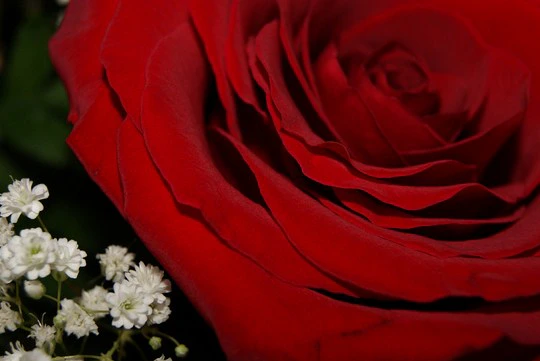 Romance and Roses in Johannesburg