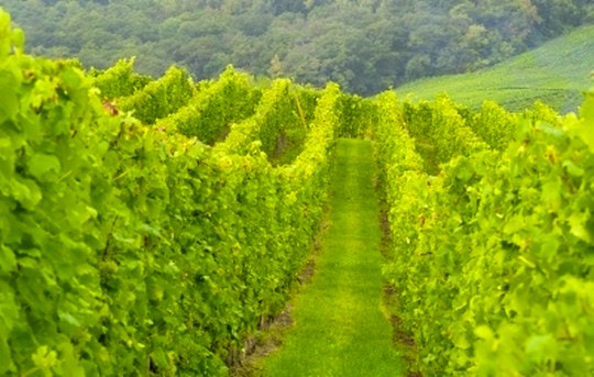 Vineyards (freedigitalphotos)