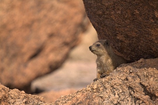 You'll likely spots numerous rock hyraxes within the Augrabies Falls National Park. By Ivo Timmermans (Flickr)
